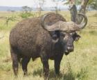 Wildebeest ή gnu, ήσυχα βόσκηση στα σαβάνα
